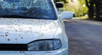 Чим небезпечний пташиний послід для автомобіля: як захистити кузов від цієї біди