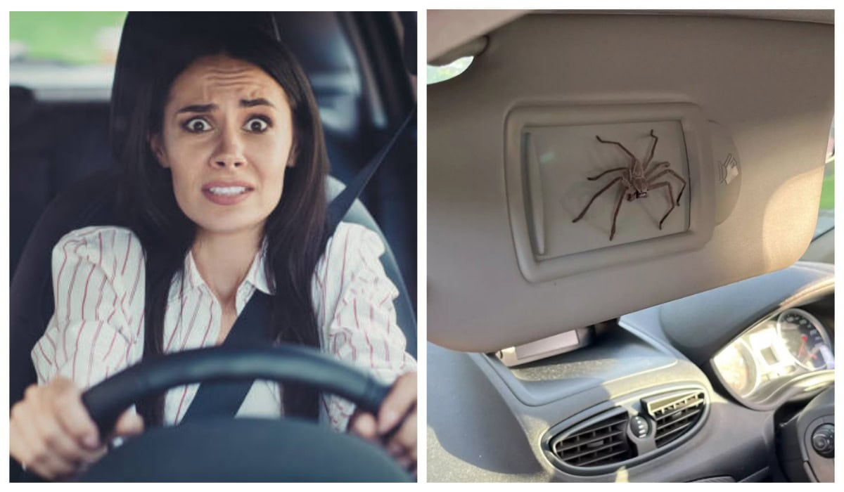водійка-автомобіль-павук