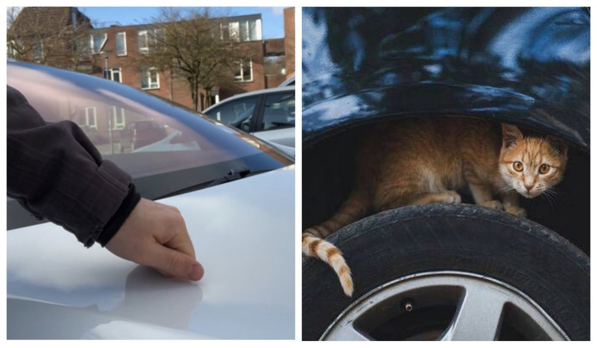 капот-стукіт-тварини-автомобіль