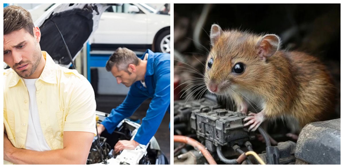 гризуни-мотор-автомобіль