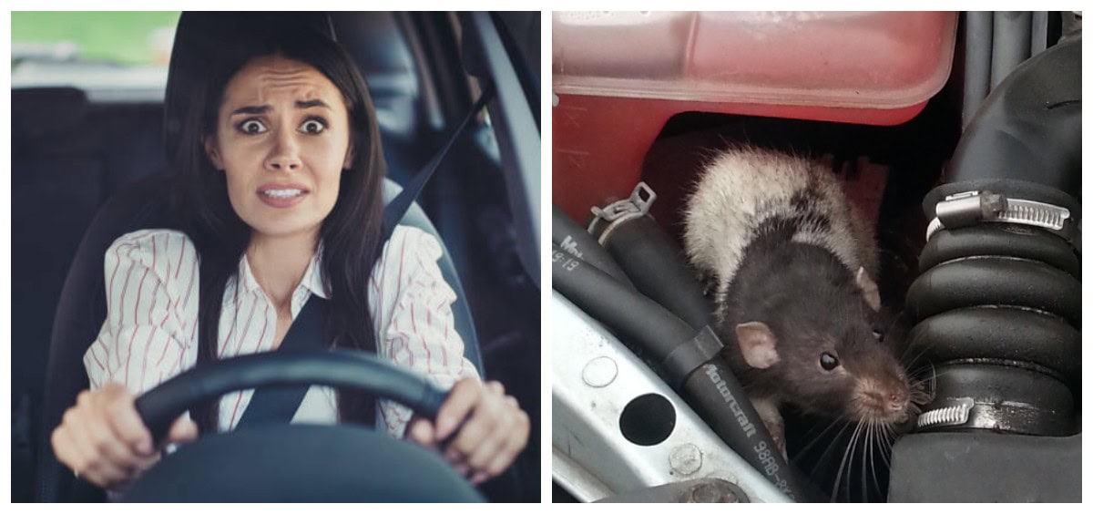 щури-гризуни-автомобіль